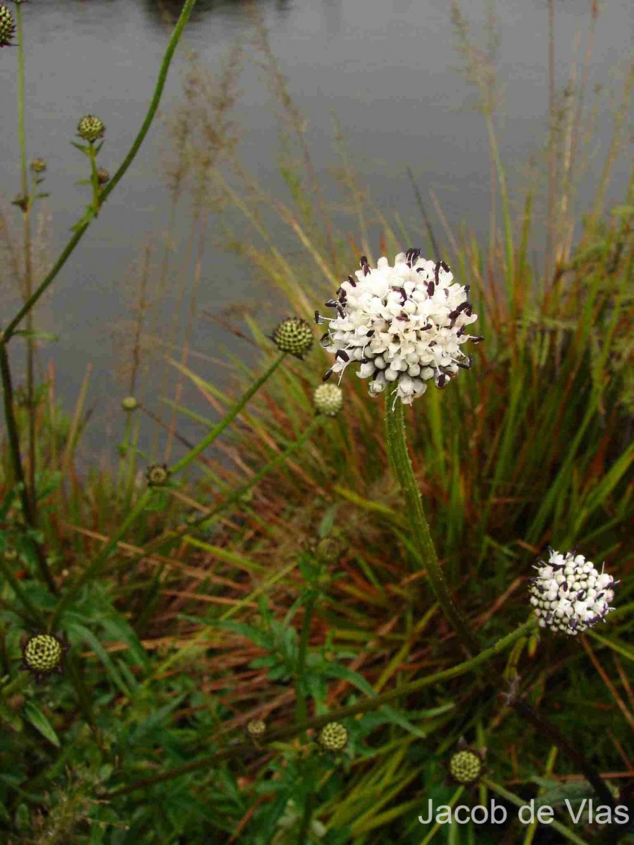 Dipsacus walkeri Arn.